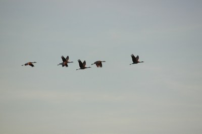 Sandhill Cranes in Flight over Lake Colorado City State Park rs.jpg