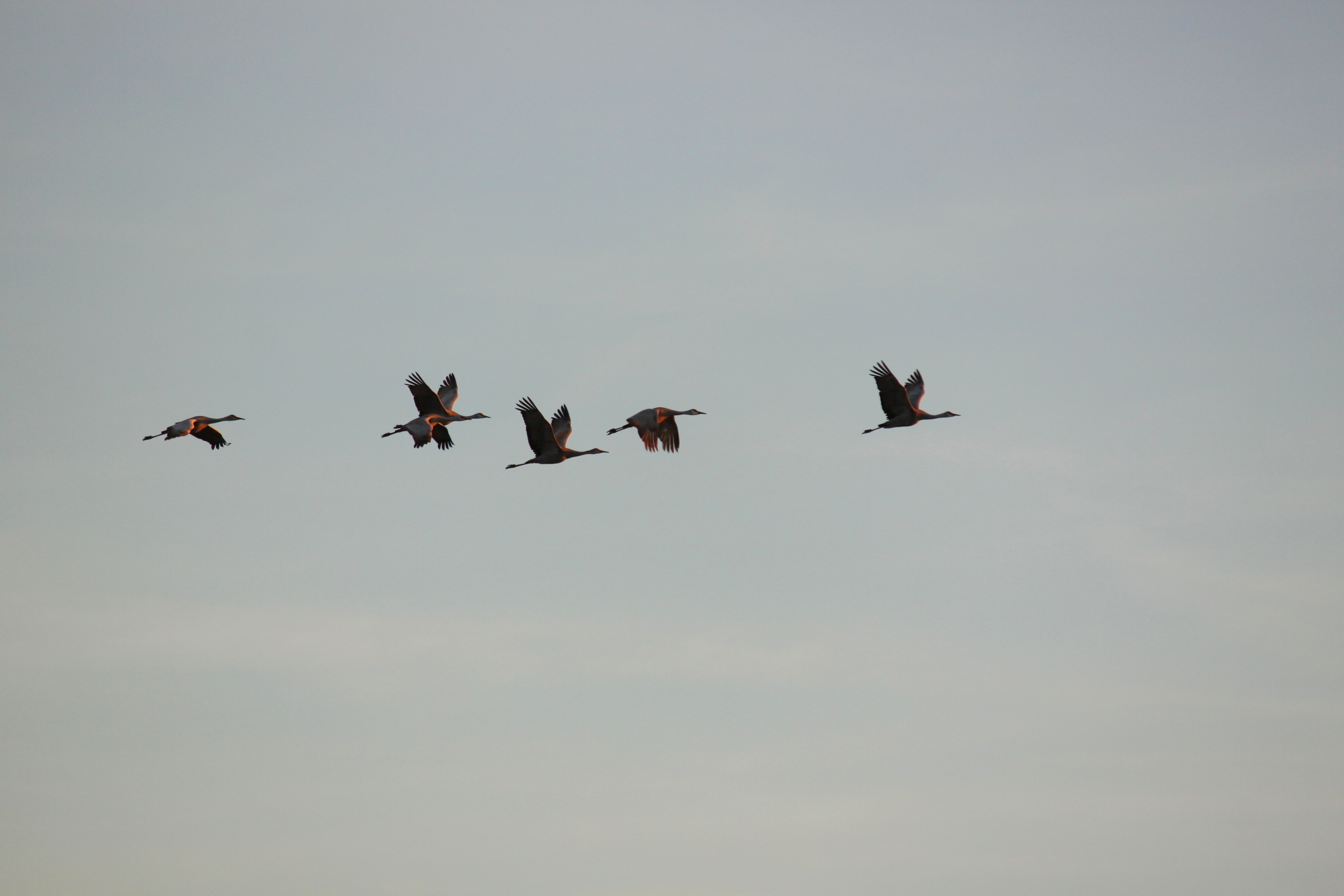 Sandhill Cranes in Flight over Lake Colorado City State Park.JPG