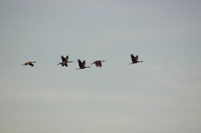 Sandhill Cranes in Flight over Lake Colorado City State Park.JPG