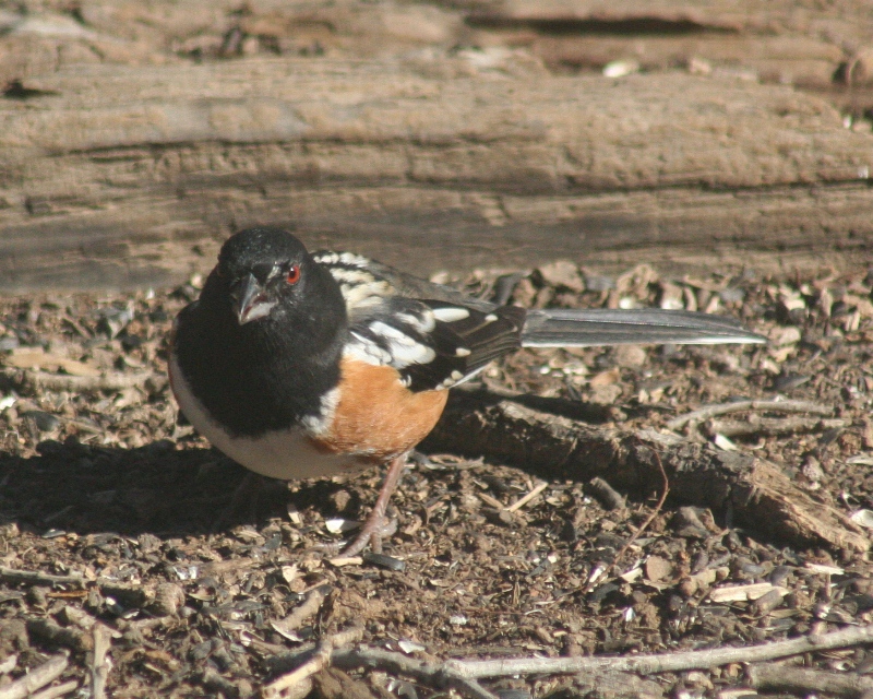 Bird Walk Trailway