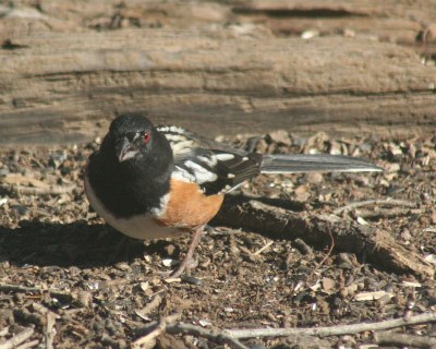 Bird Walk Trailway