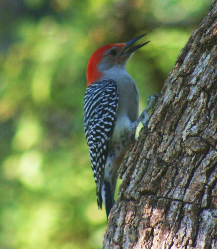 Bird Walk