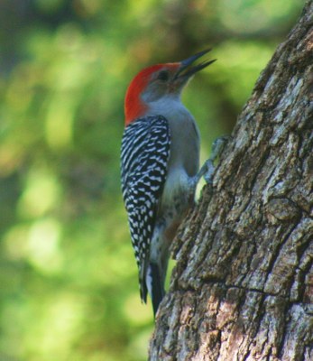 Bird Walk