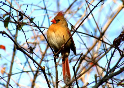Name That Bird