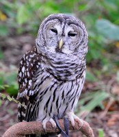 Barred Owl