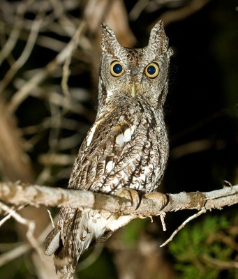 Owl Prowl