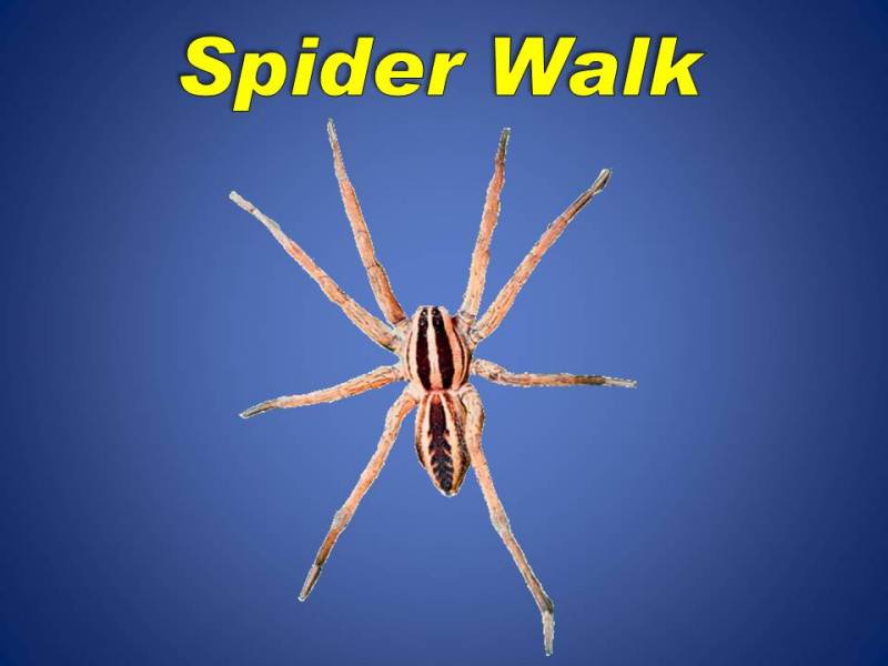 Spider Walk