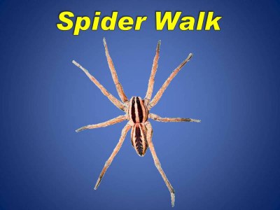 Spider Walk