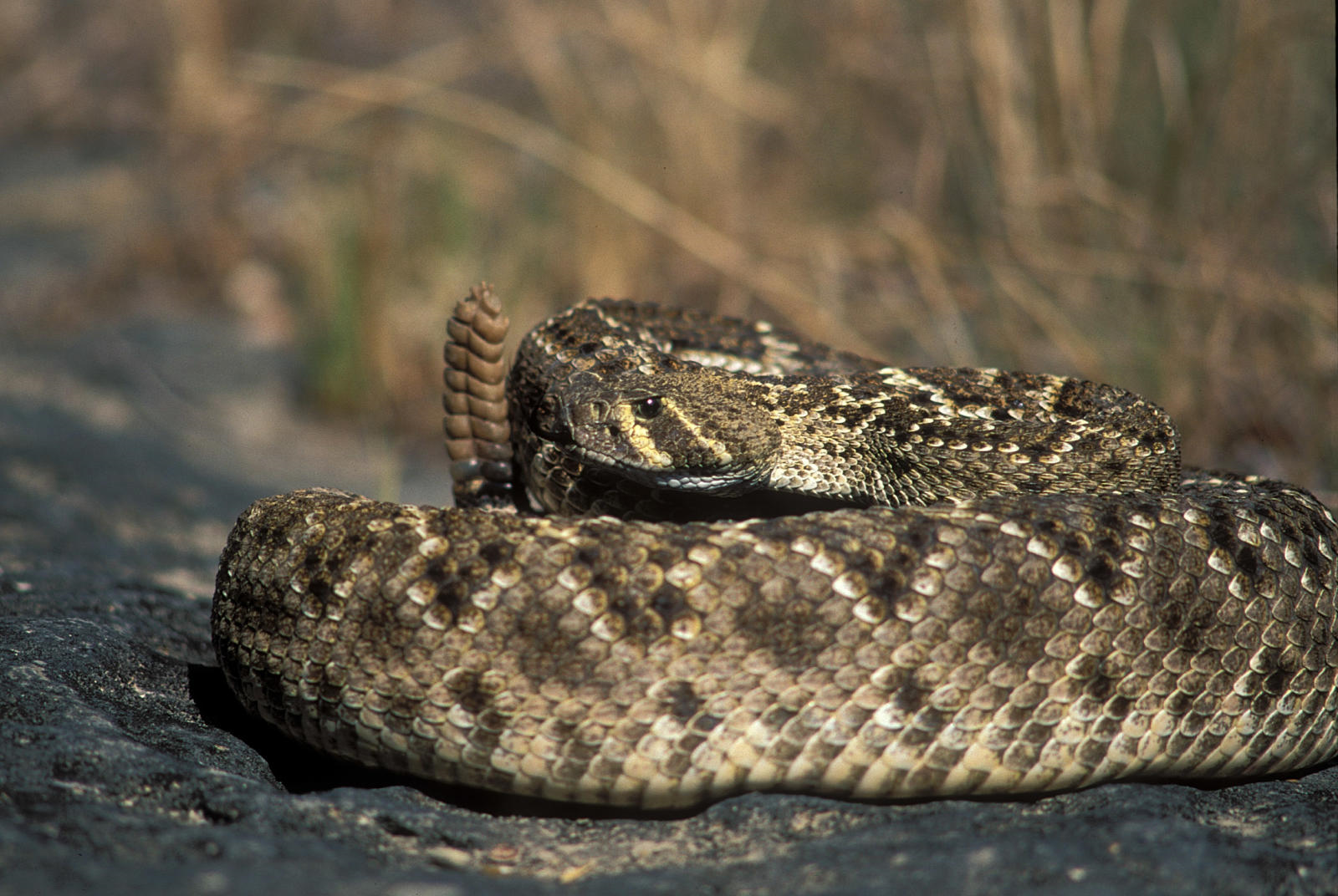 western diamondback rattlesnake