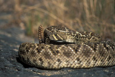 Western Diamondback Rattlesnake 