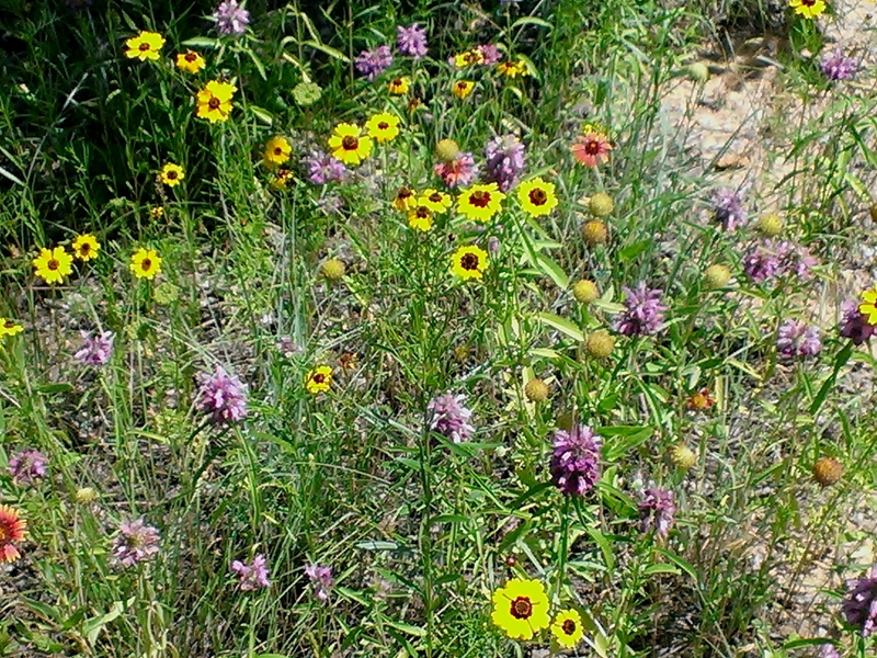 Wildflower Walk