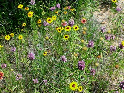 Wildflower Walk