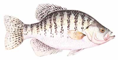 White Crappie.jpg