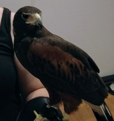 Harris' Hawk