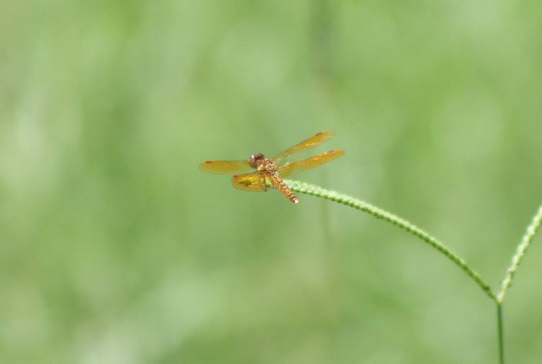 Eastern amberwing found here at the park.