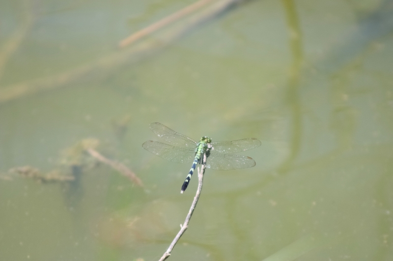 Green Pondhawk.jpg