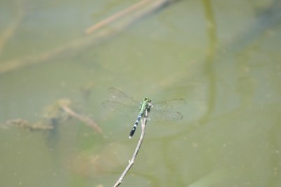 Green Pondhawk.jpg