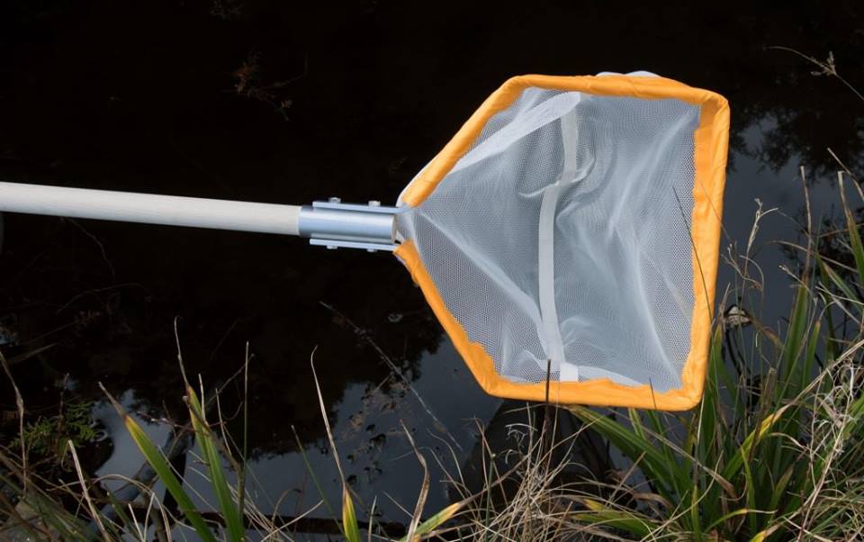 Pond Dipping.jpg