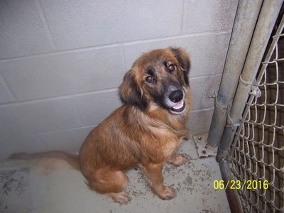 animal shelter dog1.jpg