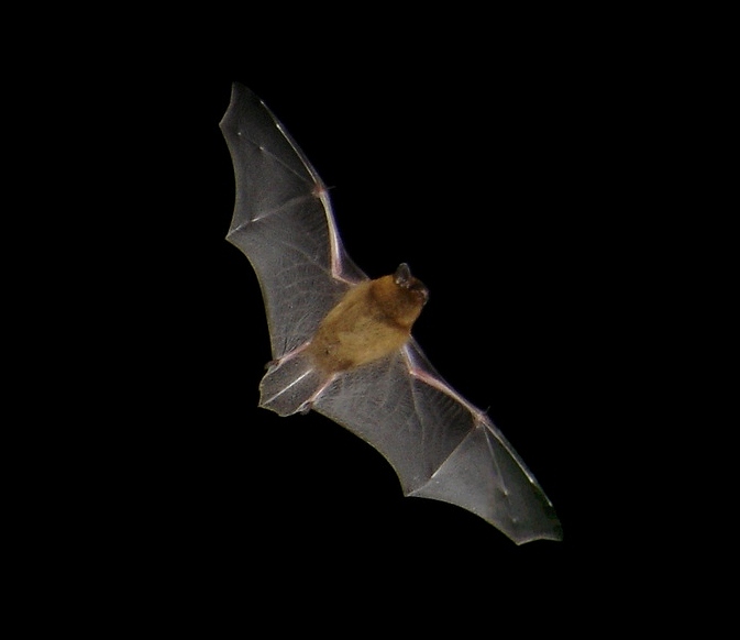 Bat