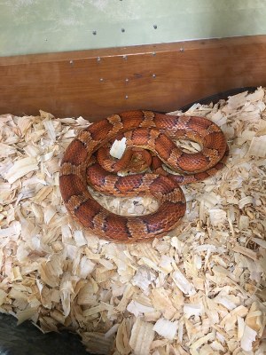 Corn snake