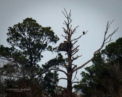 Cynthia Parish_Bald Eagles