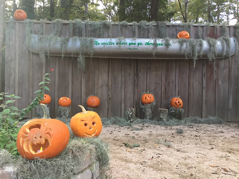 Jack-o-lantern display