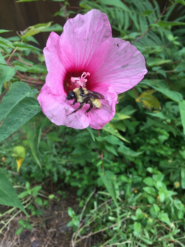 MDJSP bumble bee