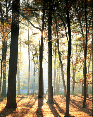 Sunlight filtering through majestic pine trees.