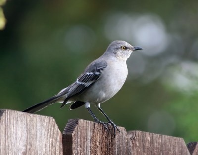 Mockingbird resized