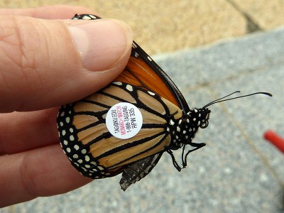 monarch butterfly with a tag on its wing