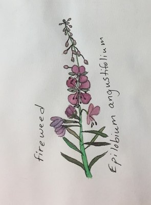 Photos of a watercolor flower with scientific and common name