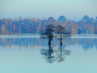 Trees in lake