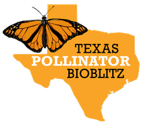 Texas Pollinator BioBlitz logo