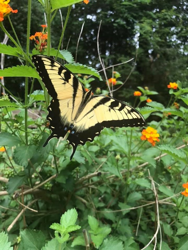 Tiger Swallowtail