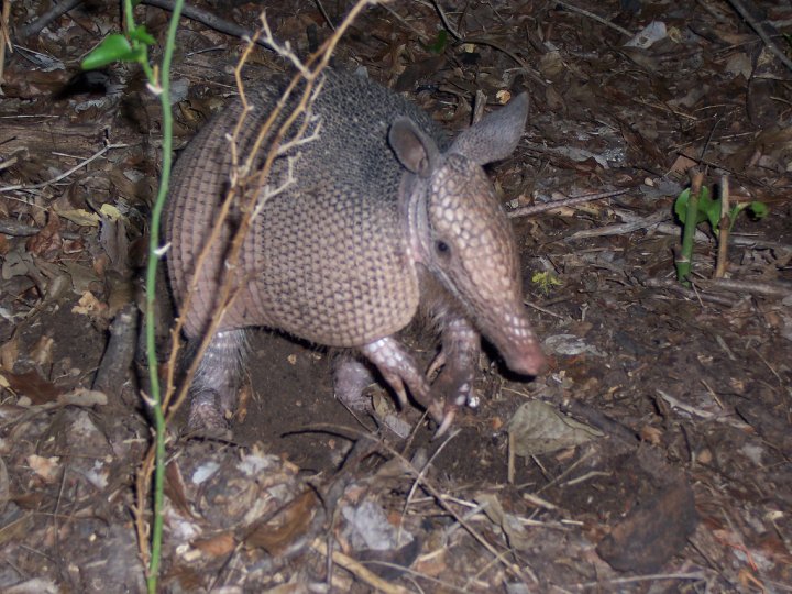 Abilene State Park Baby Armadillo