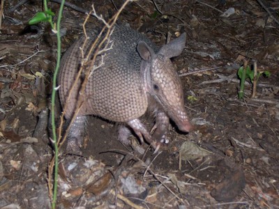 Abilene State Park Baby Armadillo