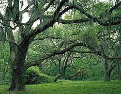 Brazos Bend PIC