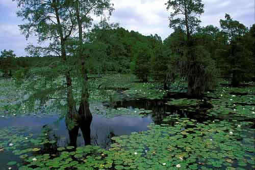 Sheldon Lake 