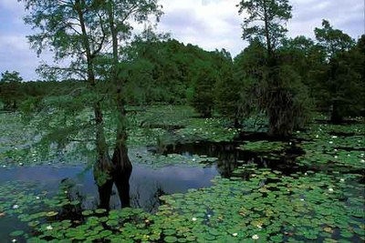Sheldon Lake 