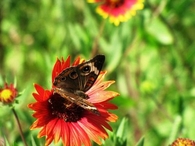 Butterfly and Flower