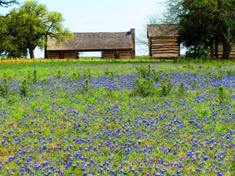 Wildflowers at Lyndon B. Johnson State Park