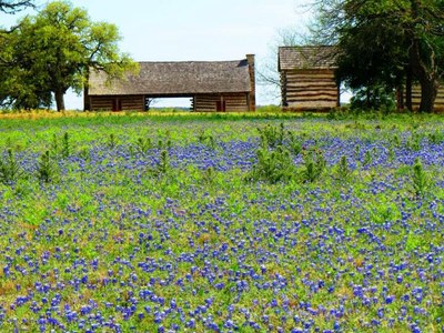 Wildflowers at Lyndon B. Johnson State Park