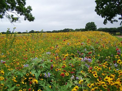 Wildflower Field at LBJ State Park