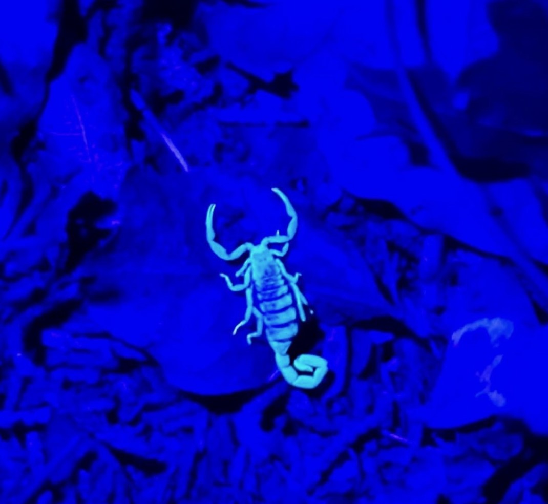 UV Night Hike 2