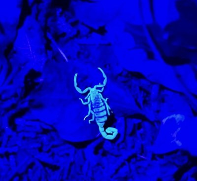 UV Night Hike 2
