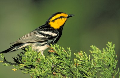 Golden-Cheeked Warbler