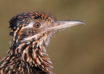 Greater Roadrunner