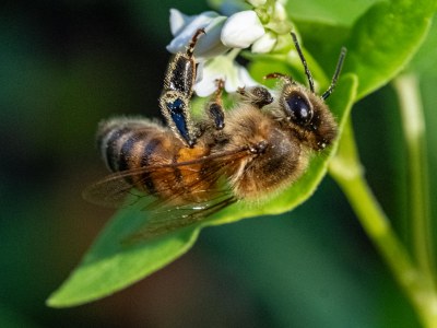 honey bee