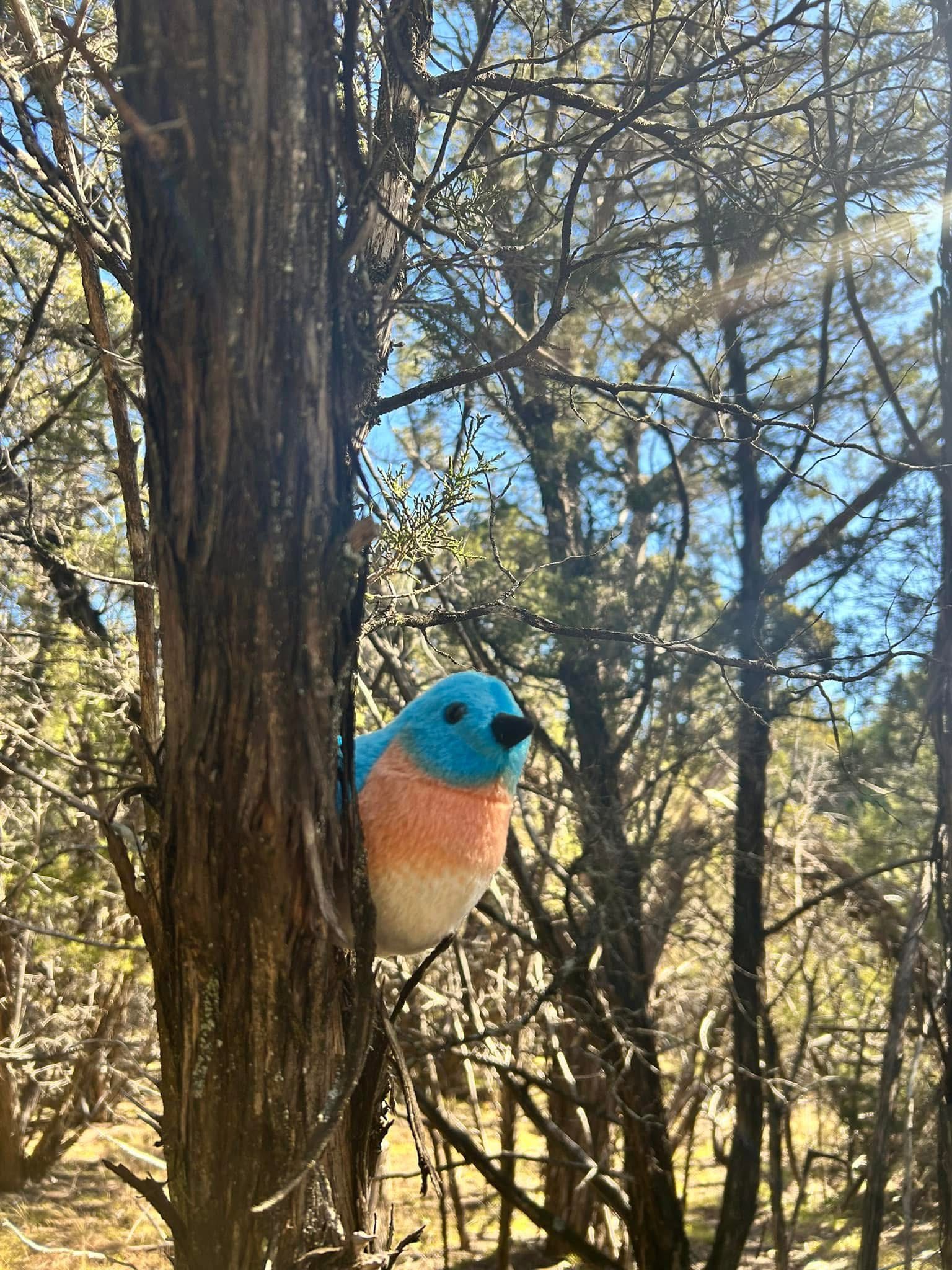 Backyard Birds